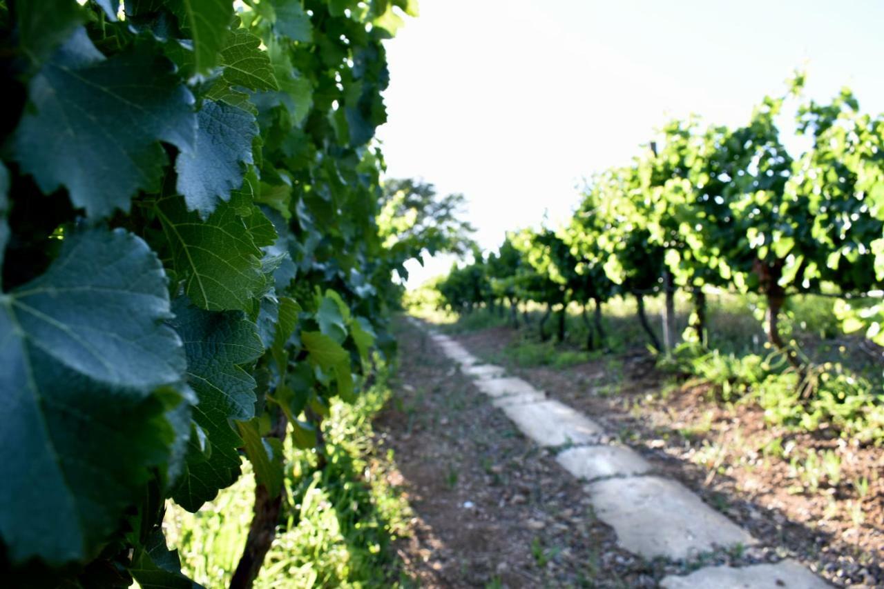 Arendsig Wine Estate & Cottages Bonnievale Εξωτερικό φωτογραφία